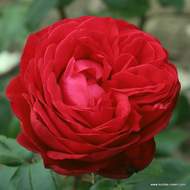 Růže Kordes 'Tiamo' 2 litry