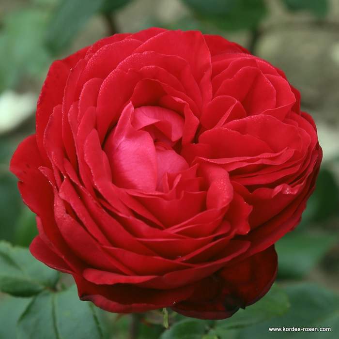 Levně Růže Kordes 'Tiamo' 2 litry