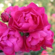 Růže Kordes 'Hotline' 2 litry