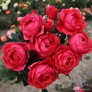 Růže Kordes Parfuma 'Gartenprizessin Marie-José' 2 litry