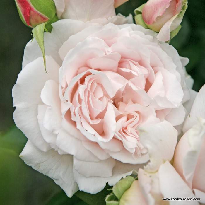 Levně Růže Kordes Parfuma 'Constanze Mozart' 2 litry