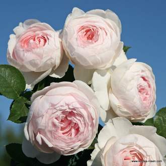 Růže Kordes Parfuma 'Herzonig Christiana' 2 litry