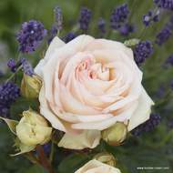Růže Kordes Parfuma 'Madame Annisete' 2 litry