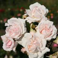 Růže Kordes Parfuma 'Constanze Mozart' 2 litry
