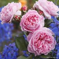 Růže Kordes Parfuma 'Rosengräfin Marie Henriette' 2 litry