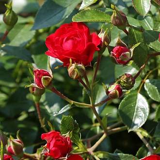 Růže 'Red Cascade' kmínek 110cm