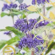 Ořechokřídlec 'Grand Bleu' květináč 2,5 litrů, výška 30/40cm, keř