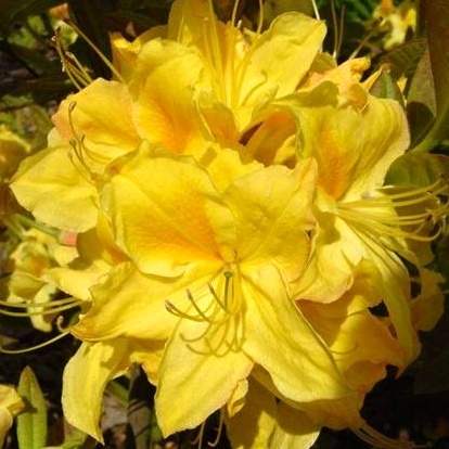 Levně Azalka (KH) 'Goldpracht' květináč 2,5 litru, výška 30/40cm, keř