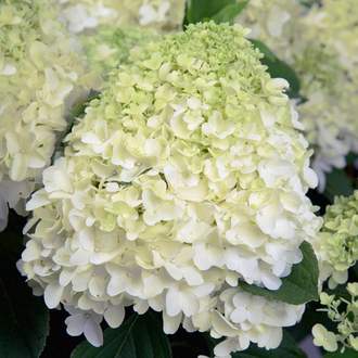 Hortenzie latnatá 'Whitelight' květináč 6 litrů, výška 40/60cm, keř
