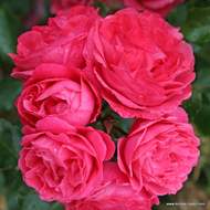 Růže Kordes Terrosa 'Moin Moin' květináč 9 litrů