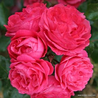 Růže Kordes Terrosa 'Moin Moin' květináč 9 litrů