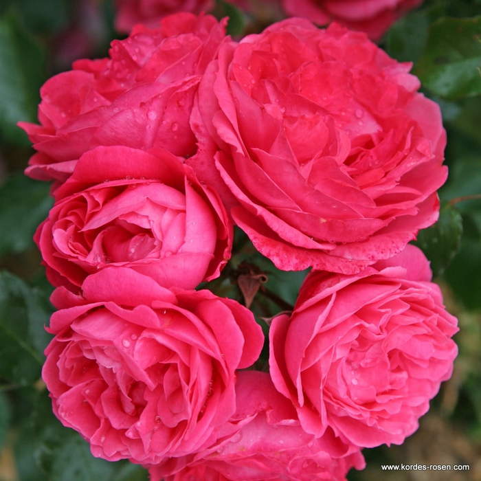 Levně Růže Kordes Terrosa 'Moin Moin' květináč 9 litrů