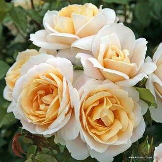 Růže Kordes 'Lions Rose' kmínek 90cm