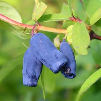 Zimolez kamčatský 'Blue Velvet'© květináč 2,5 litru, keř, částečně samosprašná