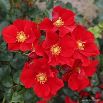 Růže Kordes 'Alexander von Humboldt' 5 litrů