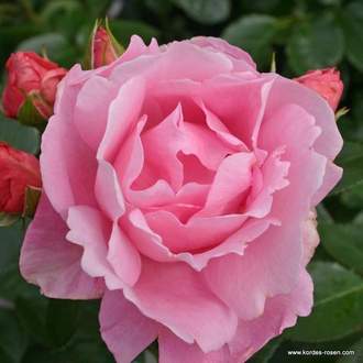 Růže Kordes 'Poetry' 5 litrů