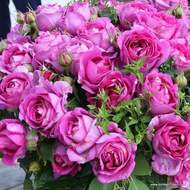 Růže Kordes Parfuma 'Carmen Würth' květináč 5 litrů
