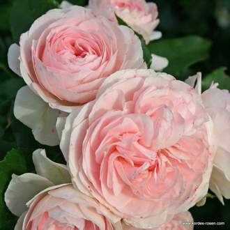 Růže Kordes 'Larissa' květináč 5 litrů