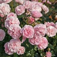 Růže Kordes 'Larissa' květináč 5 litrů