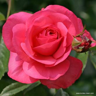 Růže Kordes 'Rosanna' 12 litrů