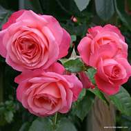 Růže Kordes 'Rosanna' 12 litrů