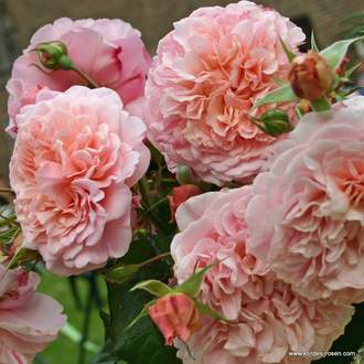 Růže Kordes 'Rose de Tolbiac' 12 litrů