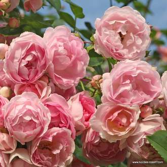 Růže Kordes 'Jasmina' 12 litrů