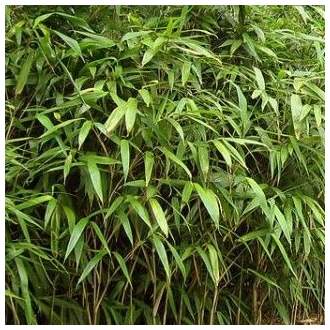 Bambus 'Metake' květináč 10 litrů, výška 50/60cm