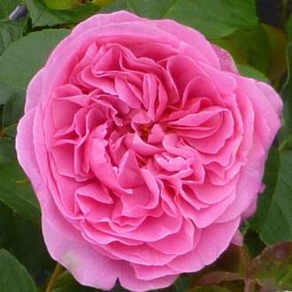 Růže D. Austin 'Gertrude Jekyll' 5 litrů, 150/+cm