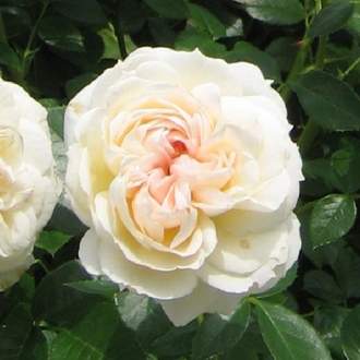 Růže 'Mon Jardin Et Ma Maison' 5 litrů, 150/+cm