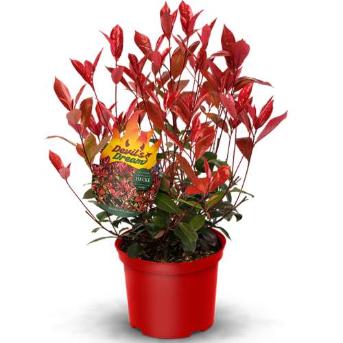 E-shop Blýskalka Fraserova 'Devils Dream' květináč 6 litrů, výška 50/60cm, keř