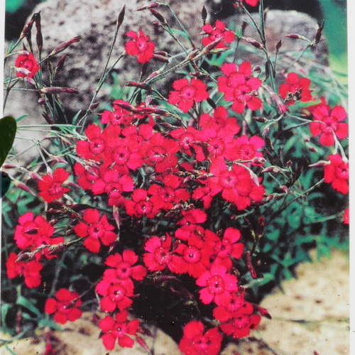 Levně Hvozdík kropenatý 'Leuchtfunk' květináč 9cm
