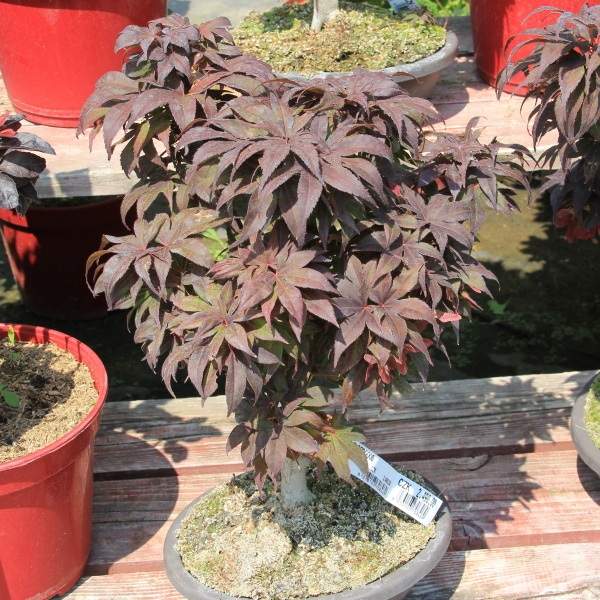 Levně Javor dlanitolistý 'Bloodgood' miska 5 litrů, výška 15/20cm, tvar bonsai