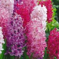 Hyacint 'The Pinks' mix 10ks