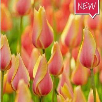 Tulipán 'Blushing Beauty' 10ks