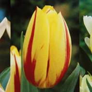 Tulipán 'Washington' 10ks