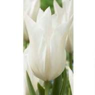 Tulipán 'White Triumphator' 10ks
