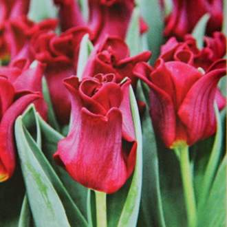 Tulipán 'Red Dress' 10ks