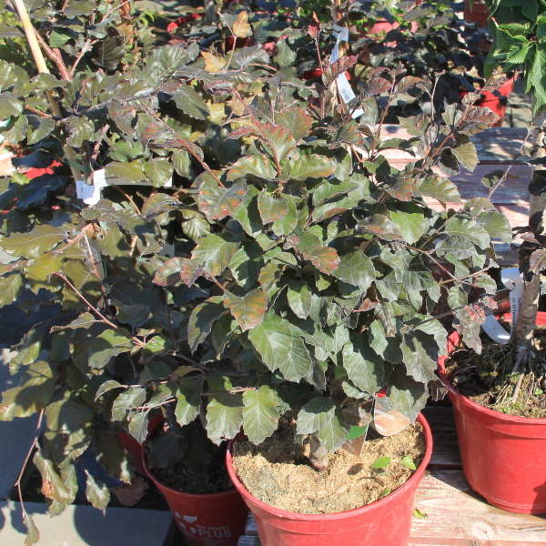Levně Buk lesní 'Purpurea Nana' květináč 5 litrů, výška 30/40, forma keře