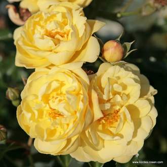 Růže Kordes 'Sunny Rose' 2 litry