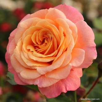 Růže Kordes 'Peach Melba' 2 litry
