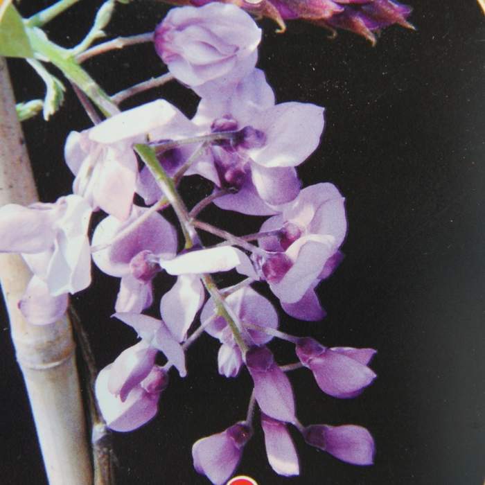 Levně Vistárie vznešená 'Yokohama Fuji' květináč 9 litrů, mini kmínek, tvarovaný