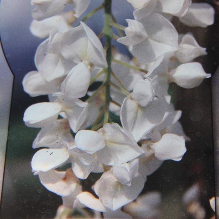 Levně Vistárie vznešená 'Shiro Kapitan Fuji' květináč 9 litrů, mini kmínek, tvarovaný
