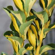 Brslen japonský 'Aureopictus' květináč 10 litrů, výška 60/80cm, keř