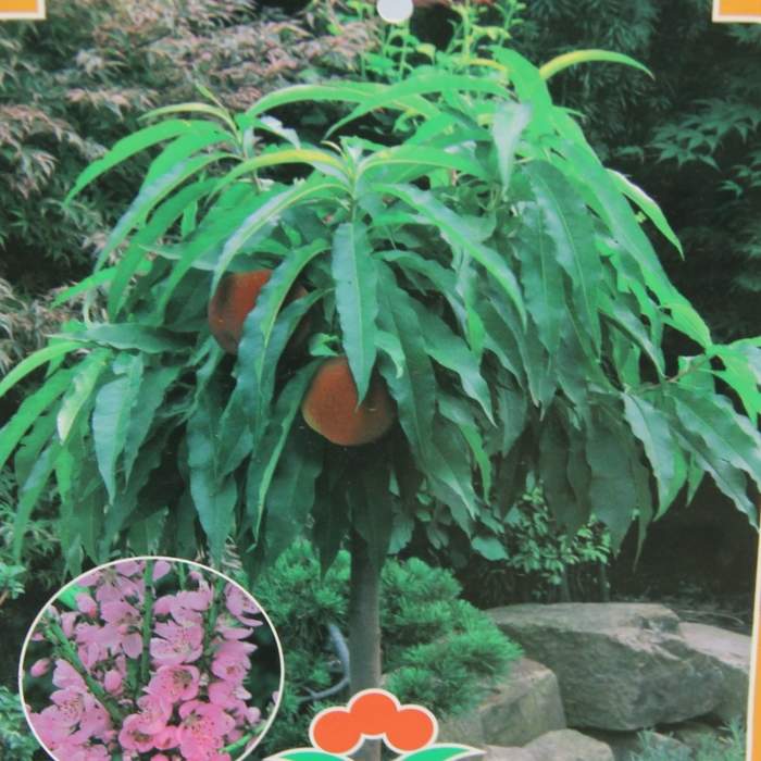 E-shop Broskvoň 'Nana Bonanza' květináč 10 litrů, malý kmínek, SAMOSPRAŠNÁ