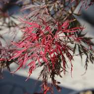 Javor dlanitolistý 'Inaba Shidare' květináč 36 litrů, malý kmínek, stromek