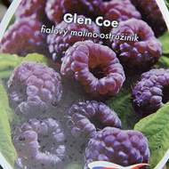 Malinoostružiník 'Glen Coe' květináč 3 litry, JEDNOUPLODÍCÍ