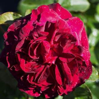 Růže 'Munstead Wood' kmínek 90cm, 10 litrů