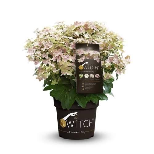 Levně Hortenzie latnatá 'Switch' květináč 6 litrů, výška 40/60cm, keř