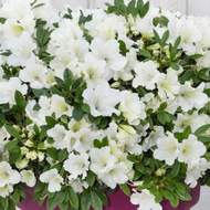 Pěnišník tupý 'BloomChampion White' květináč 3 litry, výška 25/30cm, keř
